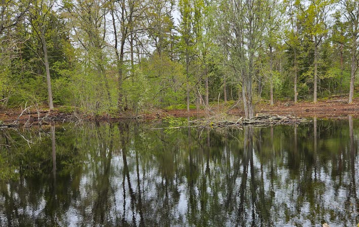 Våtmark med vatten i förgrunden och skog i bakgrunden