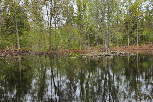 Våtmark med vatten i förgrunden och skog i bakgrunden