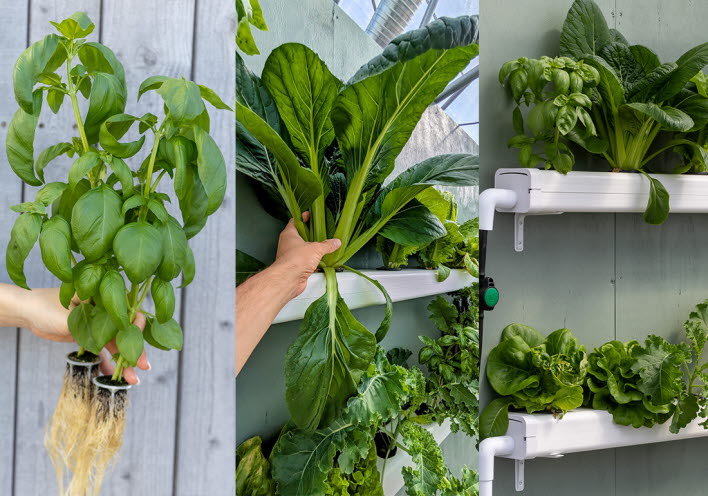 Bildkollage med gröna växter i odlingslådor.