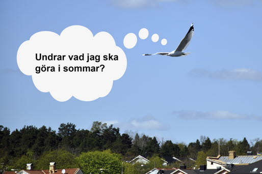 En flygande fågel med en vit pratbubbla med texten "Undrar vad jag ska göra i sommar?
