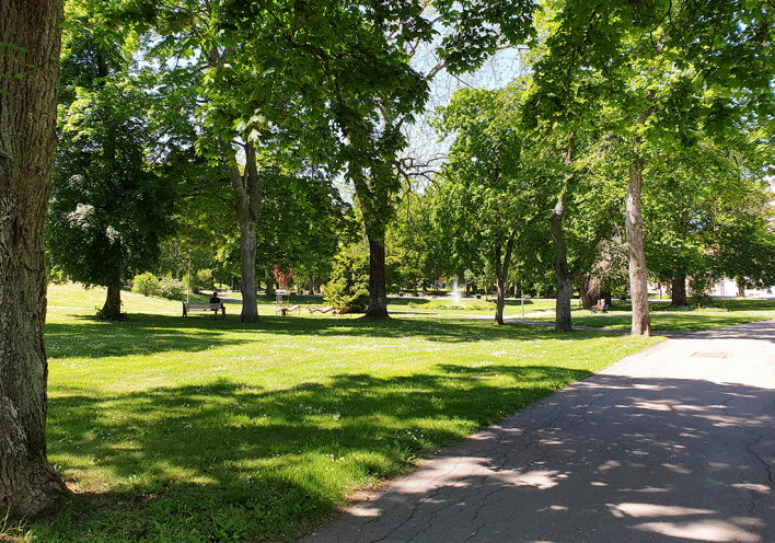 Grönyta och träd i stadsparken