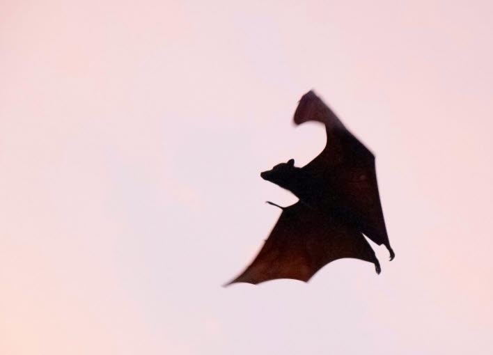 Siluett av en flygande fladdermus mot rosa himmel