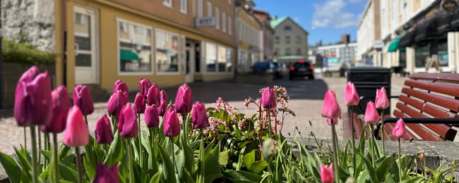 Bild på hamngatan med lila tulpaner i förgrunden.